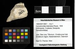 Foto (Objekt + Etiketten) von Goniodromites bidentatus (Reuss, 1859) 